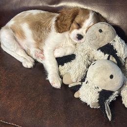 Elsa - Blenheim female Cavalier King Charles Spaniel puppy in Sandy, Utah from Wasatch Cavaliers