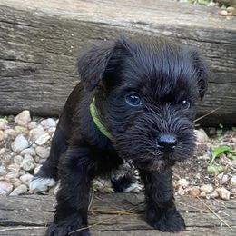 Miniature Schnauzer Puppies from Beyond Blessed Pawz