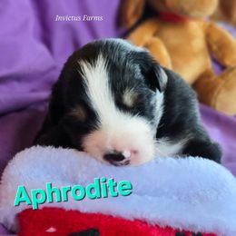 Aphrodite - Black tri-color female Australian Shepherd puppy in Smithfield, Utah from Invictus Farms