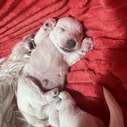 West Highland White Terrier Puppies from Treasure Valley Idaho Westies