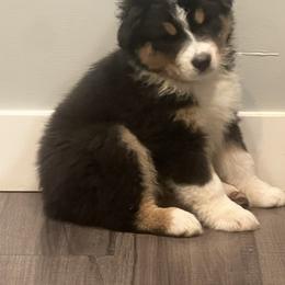 BTBoy4-Skye - Black tri-color male Australian Shepherd puppy in Welda, Kansas from McDaniel Aussies of Kansas LLC