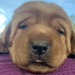 Banks - Yellow male Labrador Retriever puppy in Alcester, South Dakota from R-Team