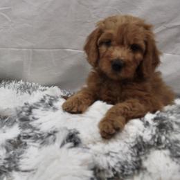Goldendoodle and Poodle Puppies from Partridge Doodles and Poodles
