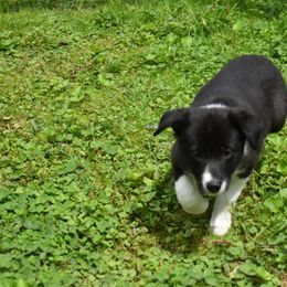 Border Collie Puppies from Porter’s Borders
