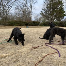 Belgian Laekenois, Dutch Shepherd, and Golden Retriever Puppies from Coswald