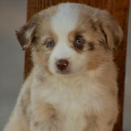 Australian Shepherd, Miniature Australian Shepherd, and Toy Australian Shepherd Puppies from Southern Edition Aussies