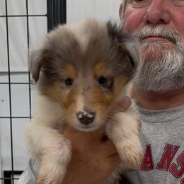 Blue female - Blue merle and white female Collie puppy in Lonoke, Arkansas from Colley Collies