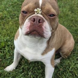 Avery - Boston Terrier