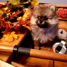 Pomeranian Puppies from Picky Chic Pomeranians