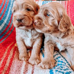 Goldendoodle Puppies from Goldendoodle Country