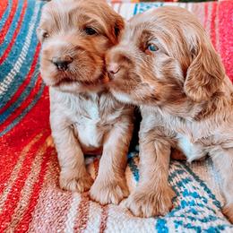 Goldendoodle Puppies from Goldendoodle Country