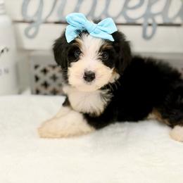 Miss Fresca - Tri-color female Bernedoodle puppy in Hegins, Pennsylvania from Bubbling Springs Doodles, LLC
