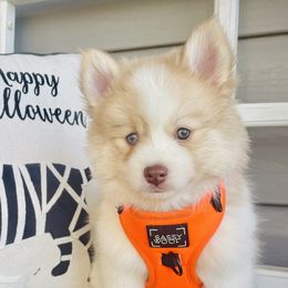 Venti - Red and white Pomsky puppy in Greenville, South Carolina from Thicketty Mountain Pomskies