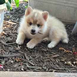 Valor - Wolf sable male Pomsky puppy in Doon, Iowa from Luxury Pomsky
