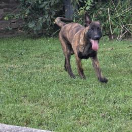 Dutch Shepherd Puppies from Acadia CanineTM