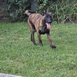 Dutch Shepherd Puppies from Acadia CanineTM