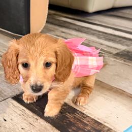 Ariel - Piebald female Dachshund puppy in Plantation, Florida from Lovelaced Pups