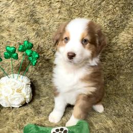 Trinket - Red & white female Australian Shepherd puppy in Vail, Iowa from Homegrown Huskies