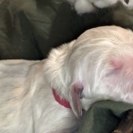 Girl 4 - Goldendoodle puppy in Shell Lake, Wisconsin from KC Acres