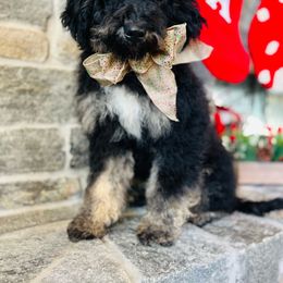 Boy 2 - Tri-color Bernedoodle puppy in Natural Bridge, Virginia from Rockbridge Puppies