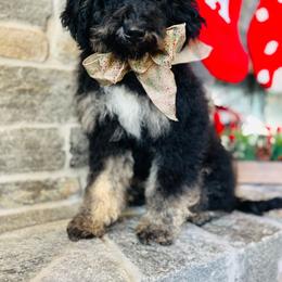 Boy 2 - Tri-color Bernedoodle puppy in Natural Bridge, Virginia from Rockbridge Puppies