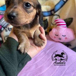 Maple - Cream female Dachshund puppy in East Dover, Vermont from Audet’s Mini Dachshunds