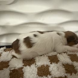 Shih Tzu Puppies from Wood Foo Breeders
