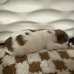 Shih Tzu Puppies from Wood Foo Breeders