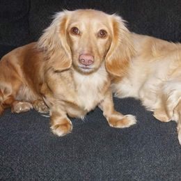 Zeus - Dachshund