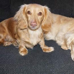 Zeus - Dachshund