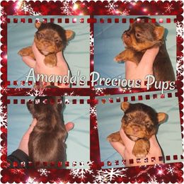 Chocolate female - Chocolate and tan female Yorkshire Terrier puppy in Wartburg, Tennessee from Amanda's Precious Pups