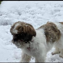 Shih Tzu Puppies from Tammy's Shihtzu Shack