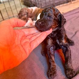 Cranberry - Brindle male Poodle puppy in Piqua, Kansas from Legacy Farms Standard Poodles