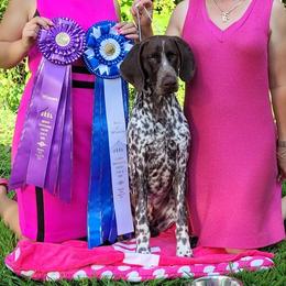 German Shorthaired Pointer All Grown Up from Windward German Shorthaired Pointers