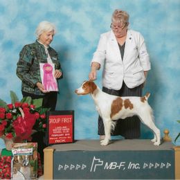 Brittany All Grown Up from Hytower Brittanys