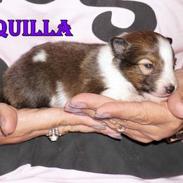 Tequilla - Sable-White Female - Sable and white female Shetland Sheepdog puppy in Frazeysburg, Ohio from Mountain High Kennels