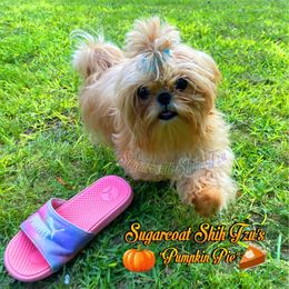 Pumpkin - Shih Tzu