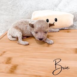 Brie - Cream female Maltipoo puppy in Kula, Hawaii from Toy Poodle & Maltipoo Maui