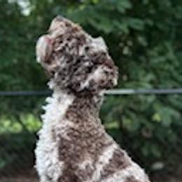 Cockapoos, Double Doodles, Goldendoodles, Poodles, and Shihpoos from Peace, Love, and Puppies at the Creek