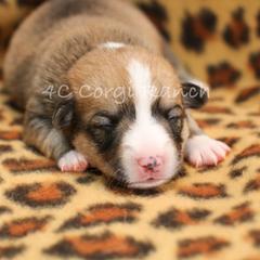 Pembroke Welsh Corgi Puppies from 4C Corgi Ranch