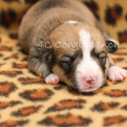 Pembroke Welsh Corgi Puppies from 4C Corgi Ranch