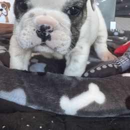 Lemmy - White male Bulldog puppy in Grand Island, New York from Buckletucky Farm