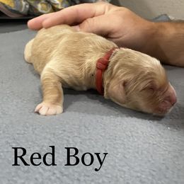 Boy 4 - Golden Golden Retriever puppy in Argyle, Texas from Randalls Golden Retrievers