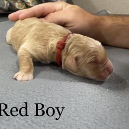 Boy 4 - Golden Golden Retriever puppy in Argyle, Texas from Randalls Golden Retrievers