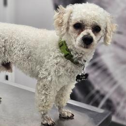 Bucky - Poodle
