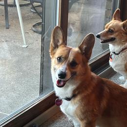 DeeDee - Sable female Pembroke Welsh Corgi puppy in Dawson, Iowa from Carousel Corgis