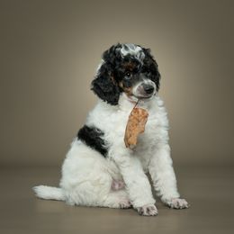 Poodle Puppies from Firefly Farm Poodles