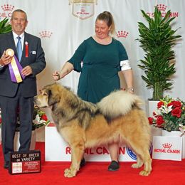 Echo - Tibetan Mastiff