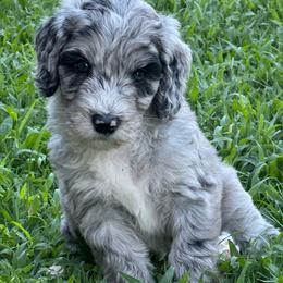 Gravy - male Australian Mountain Doodle puppy in Sherrills Ford, North Carolina from Magnolia Grove Farms