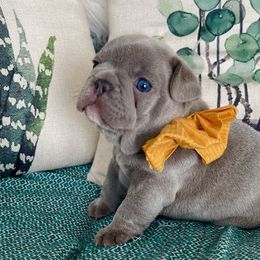 Ebenezer - Brindle French Bulldog puppy in Petaluma, California from Luma Frenchies